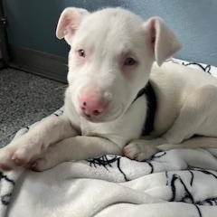 Cornbread, an adopted mixed breed in Scituate, MA image 3/5