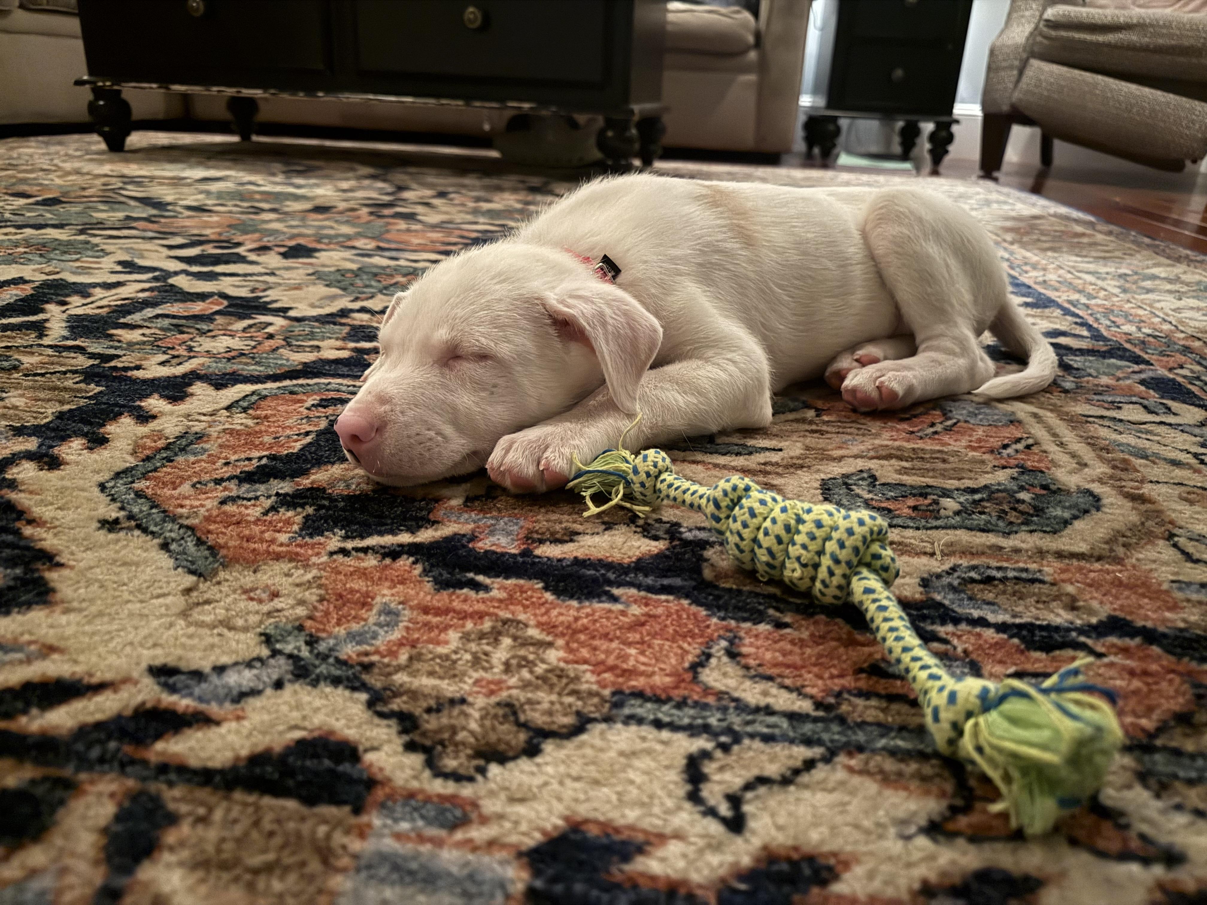 Cornbread, an adopted mixed breed in Scituate, MA image 5/5