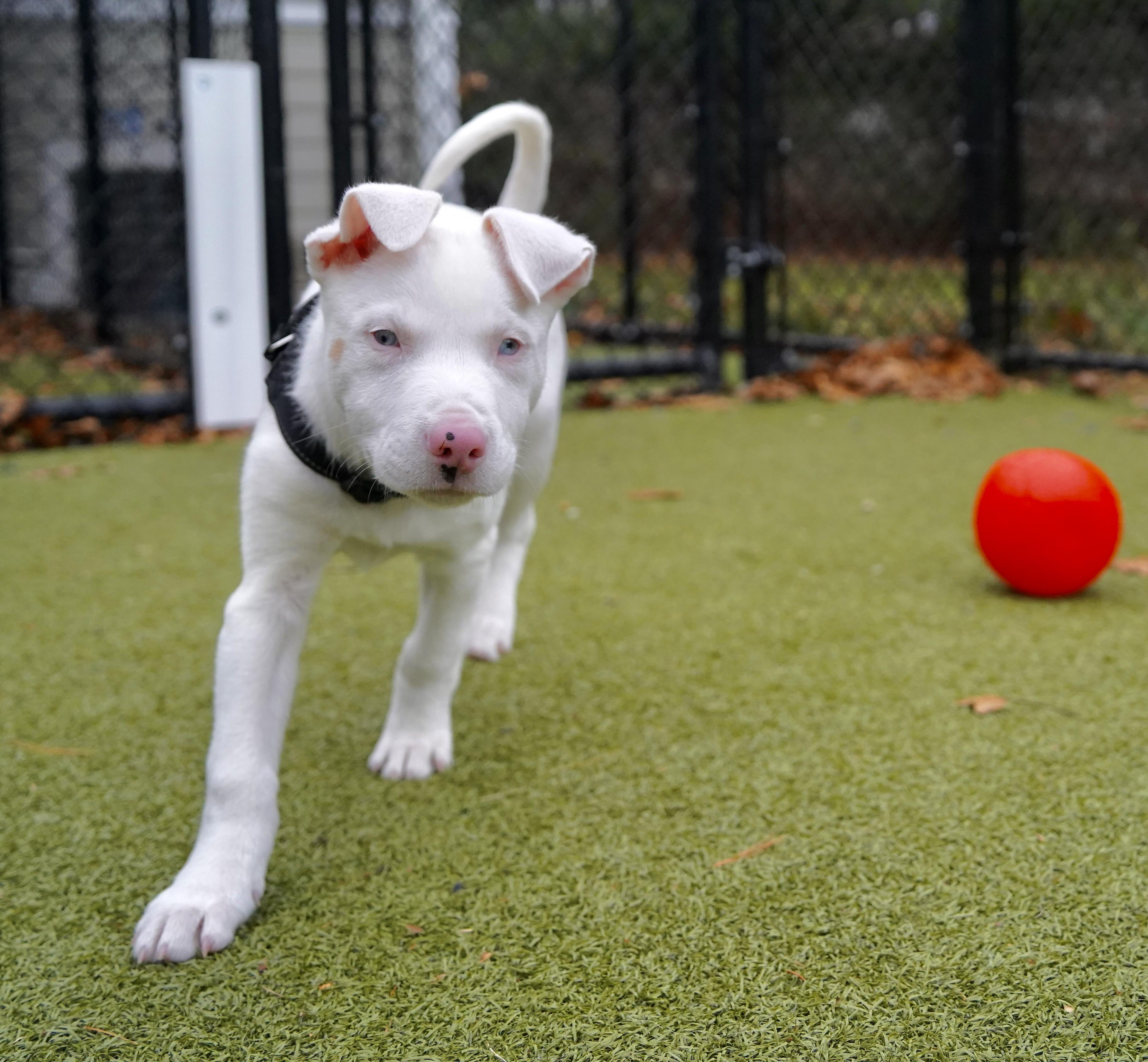 Cornbread, an adopted mixed breed in Scituate, MA image 4/5