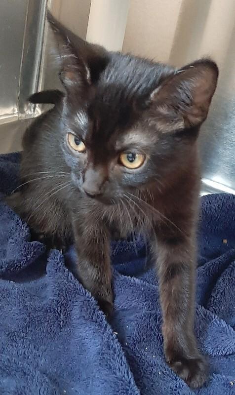 Kelp, Adoptable, Kitten Female Domestic Short Hair.