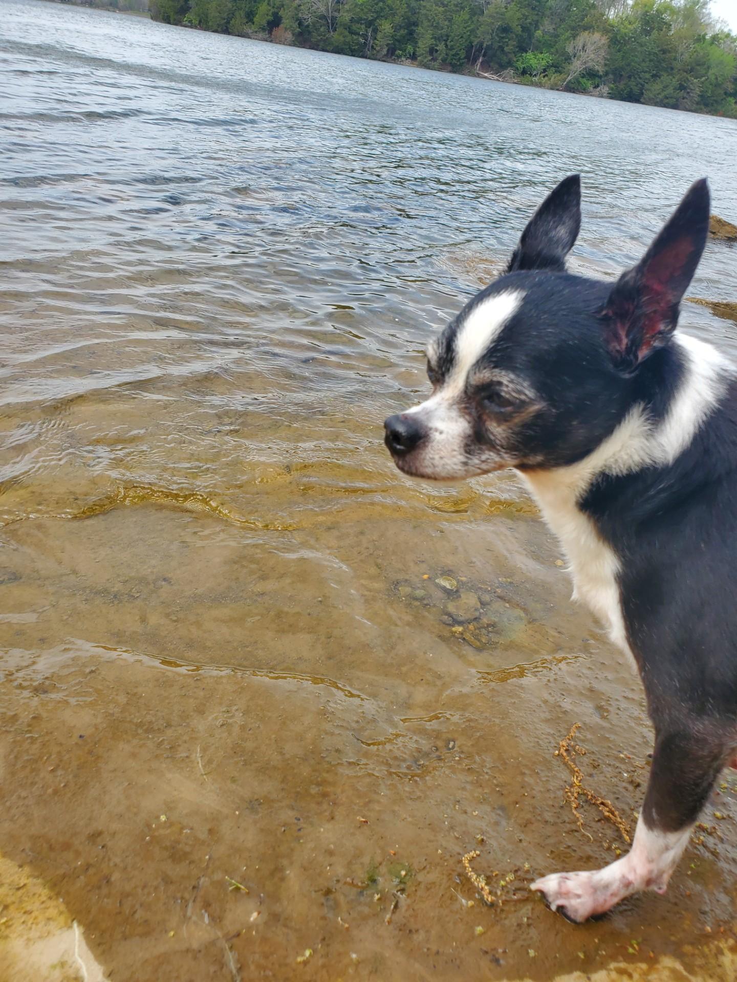 Enlarge Zeus, a ADOPTABLE Chihuahua in Mount Juliet, TN image 1/1
