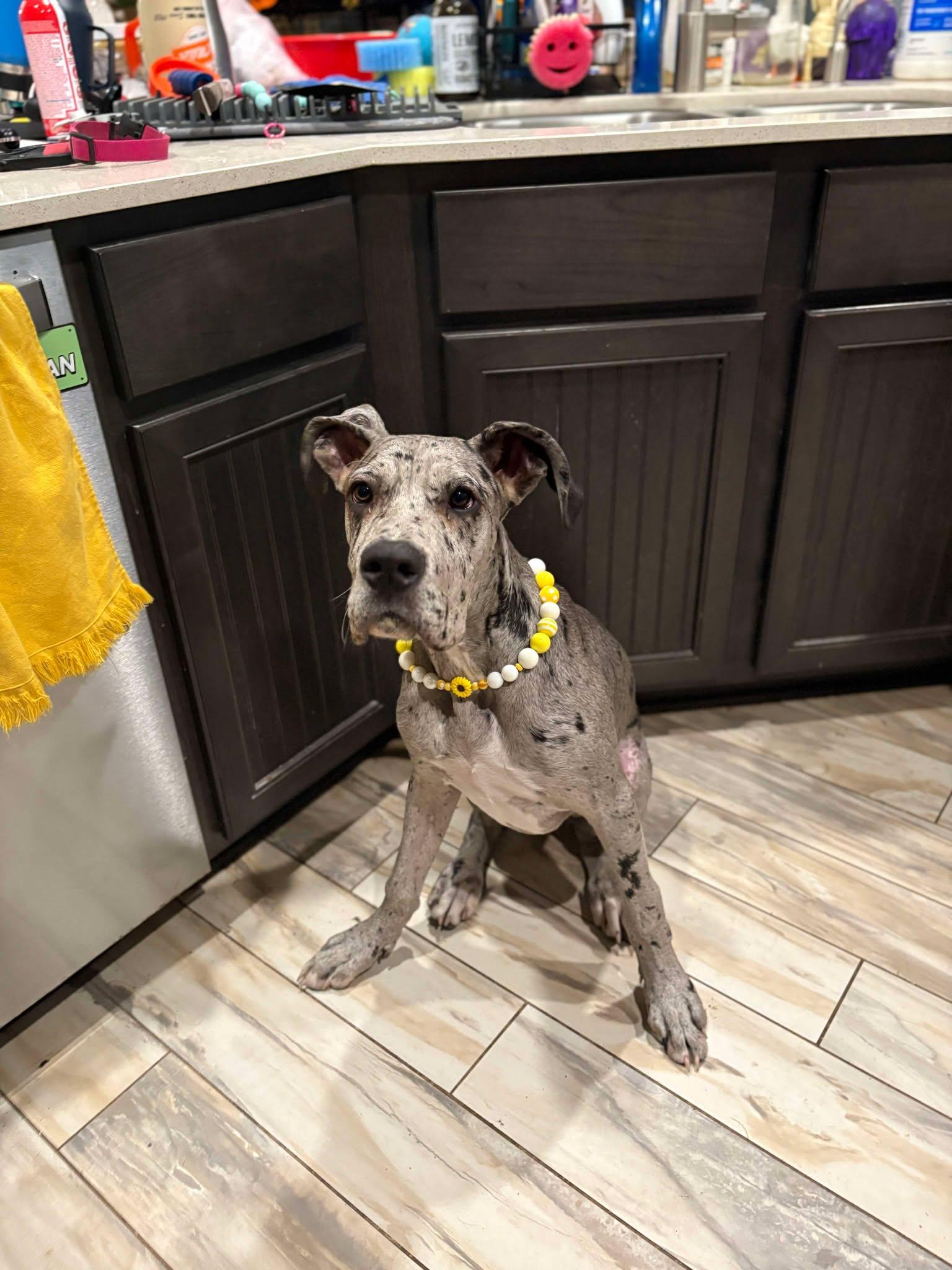 Enlarge Dottie, a Adoptable Great Dane in Boerne, TX image 5/6