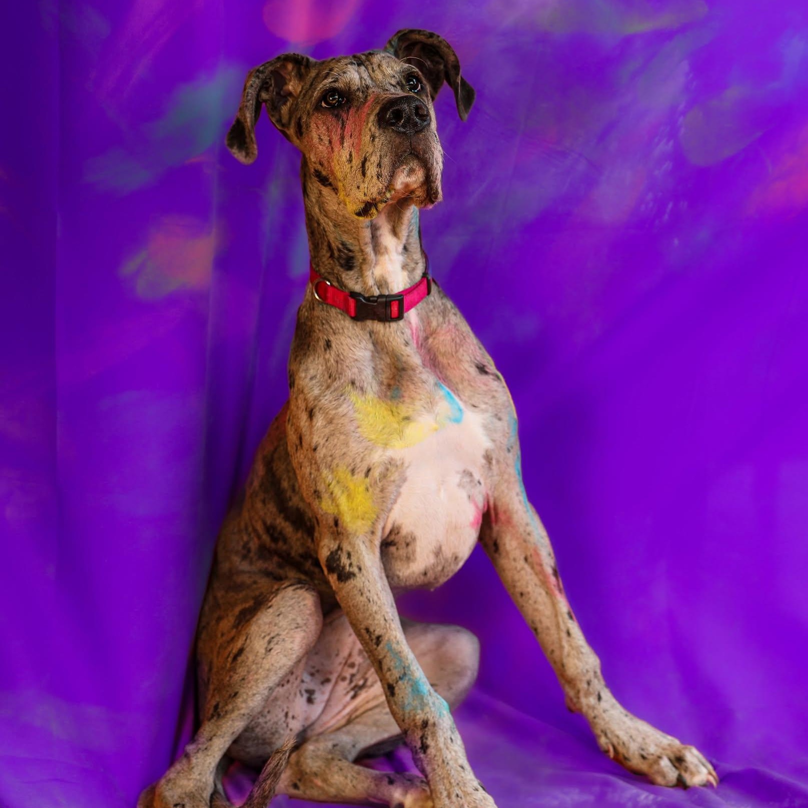 Dottie, Young Female Great Dane