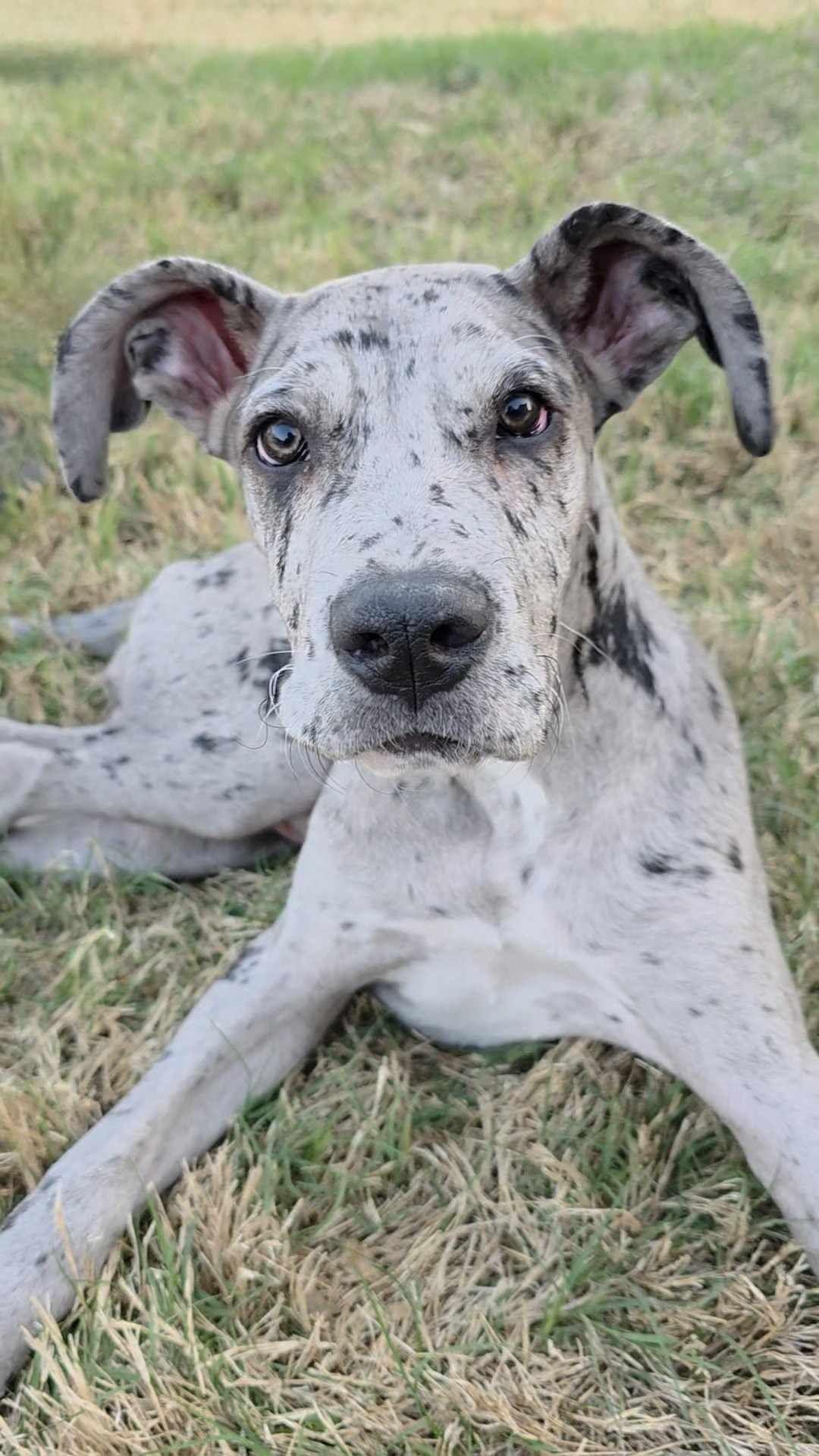 Enlarge Dottie, a Adoptable Great Dane in Boerne, TX image 3/6