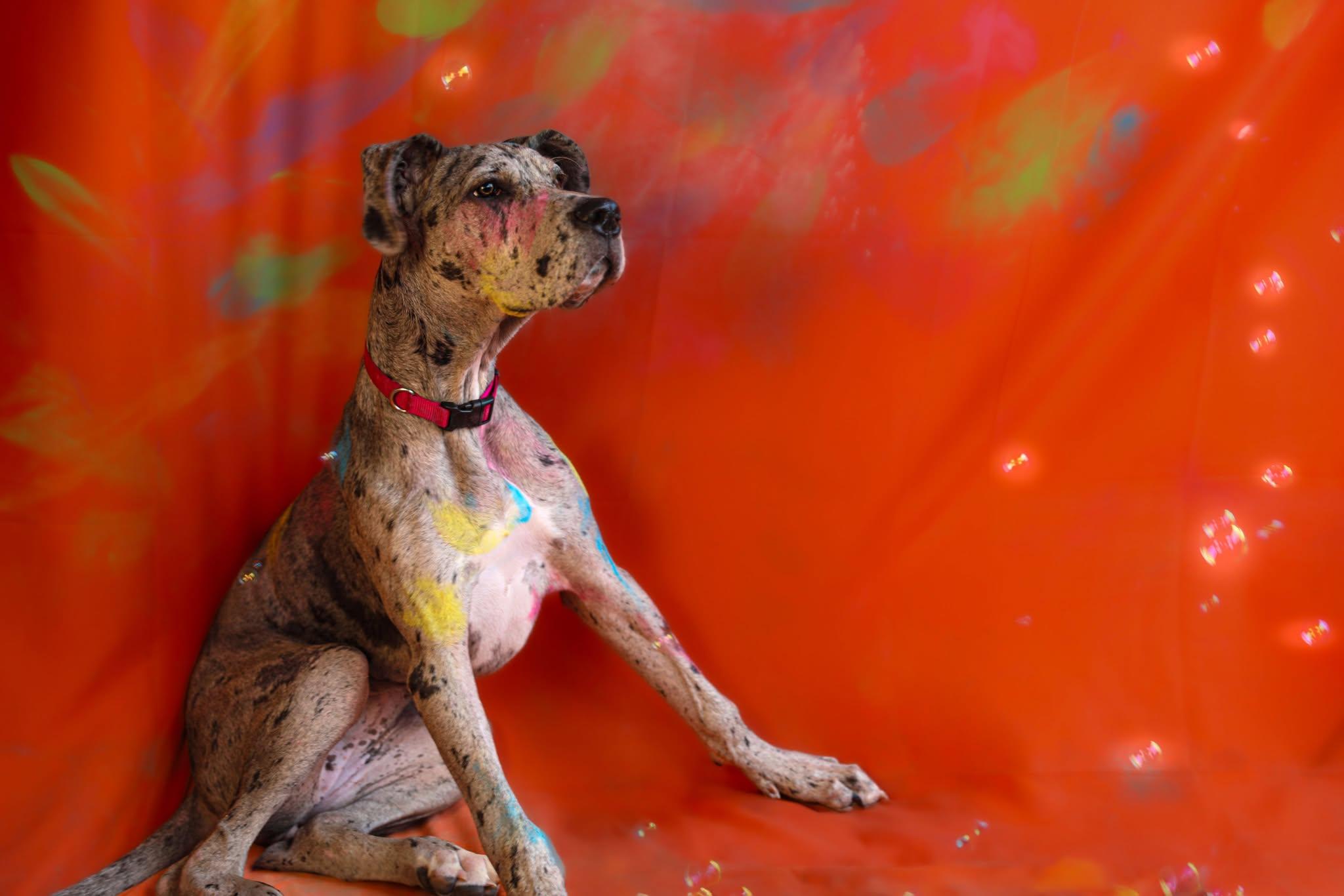 Enlarge Dottie, a Adoptable Great Dane in Boerne, TX image 6/6