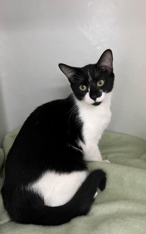 Peppa, Adopted, Kitten Female Domestic Short Hair.