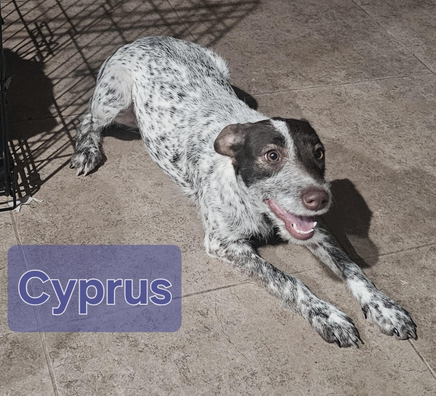 Cyprus, ADOPTABLE, Young Male German Shorthaired Pointer.