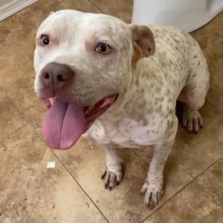 Specks aka Bella, Adoptable, Adult Female Pointer & Pit Bull Terrier.