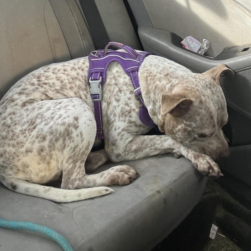 Enlarge Specks aka Bella, a Adoptable mixed breed in Phoenix, AZ image 2/6