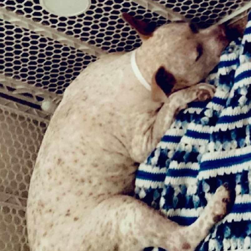 Enlarge Specks aka Bella, a Adoptable mixed breed in Phoenix, AZ image 3/6