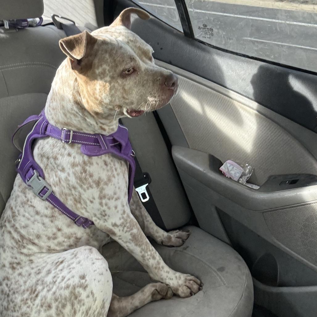 Enlarge Specks aka Bella, a Adoptable mixed breed in Phoenix, AZ image 4/6