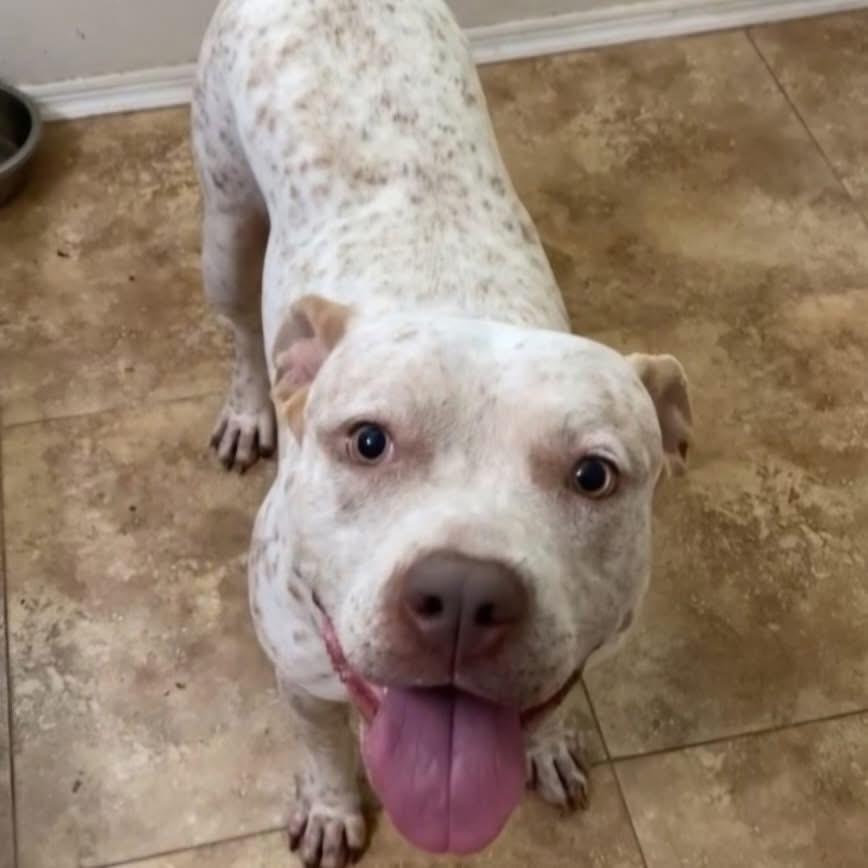 Enlarge Specks aka Bella, a Adoptable mixed breed in Phoenix, AZ image 5/6