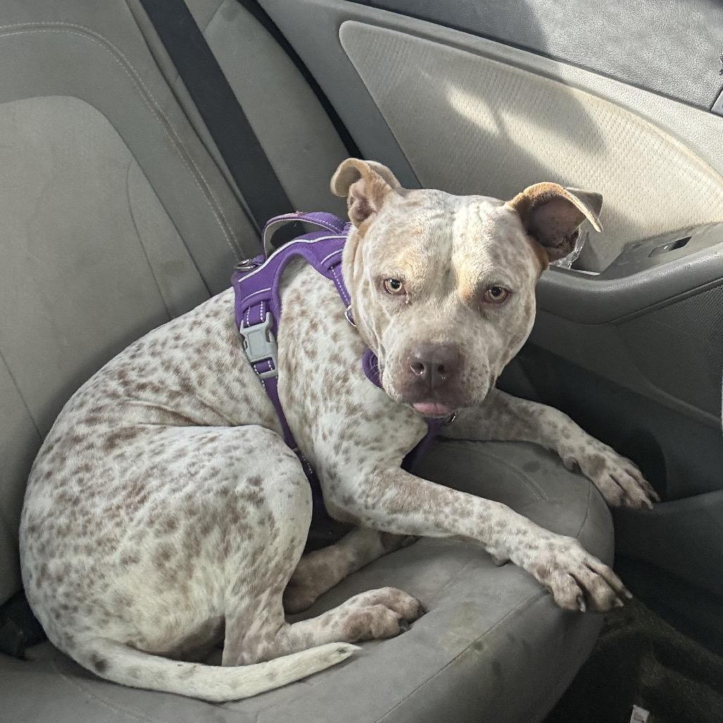 Enlarge Specks aka Bella, a Adoptable mixed breed in Phoenix, AZ image 6/6