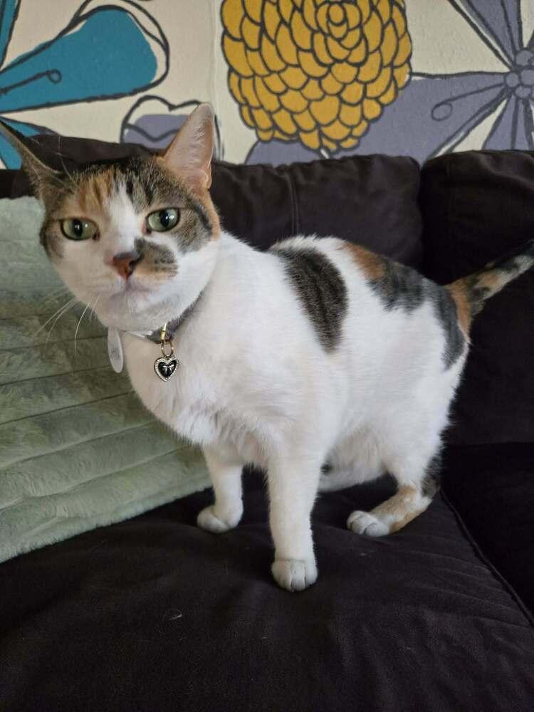 Citra, Adoptable, Adult Female Domestic Short Hair.