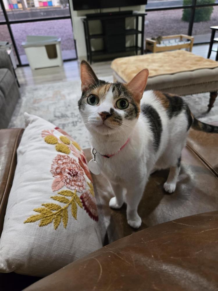 Enlarge Citra, a Adoptable mixed breed in tucson, AZ image 2/5