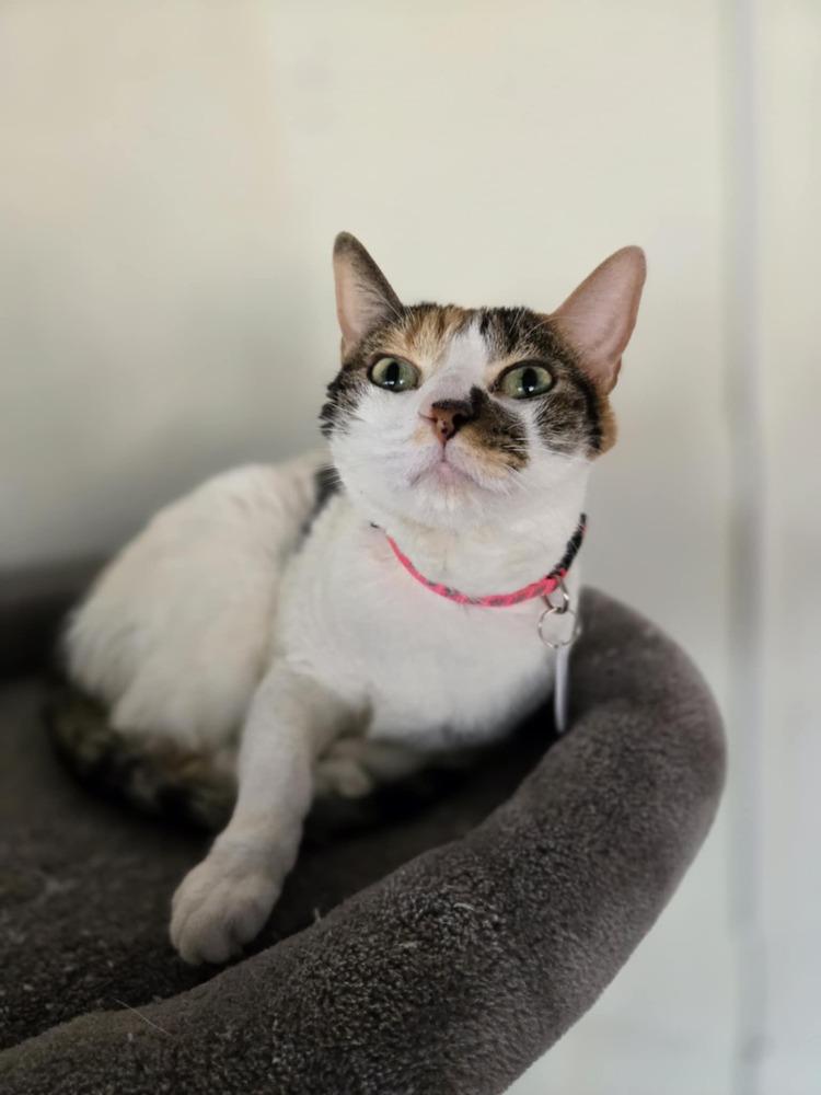 Enlarge Citra, a Adoptable mixed breed in tucson, AZ image 3/5
