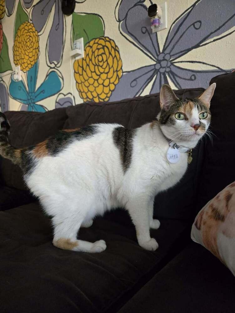 Enlarge Citra, a Adoptable mixed breed in tucson, AZ image 4/5