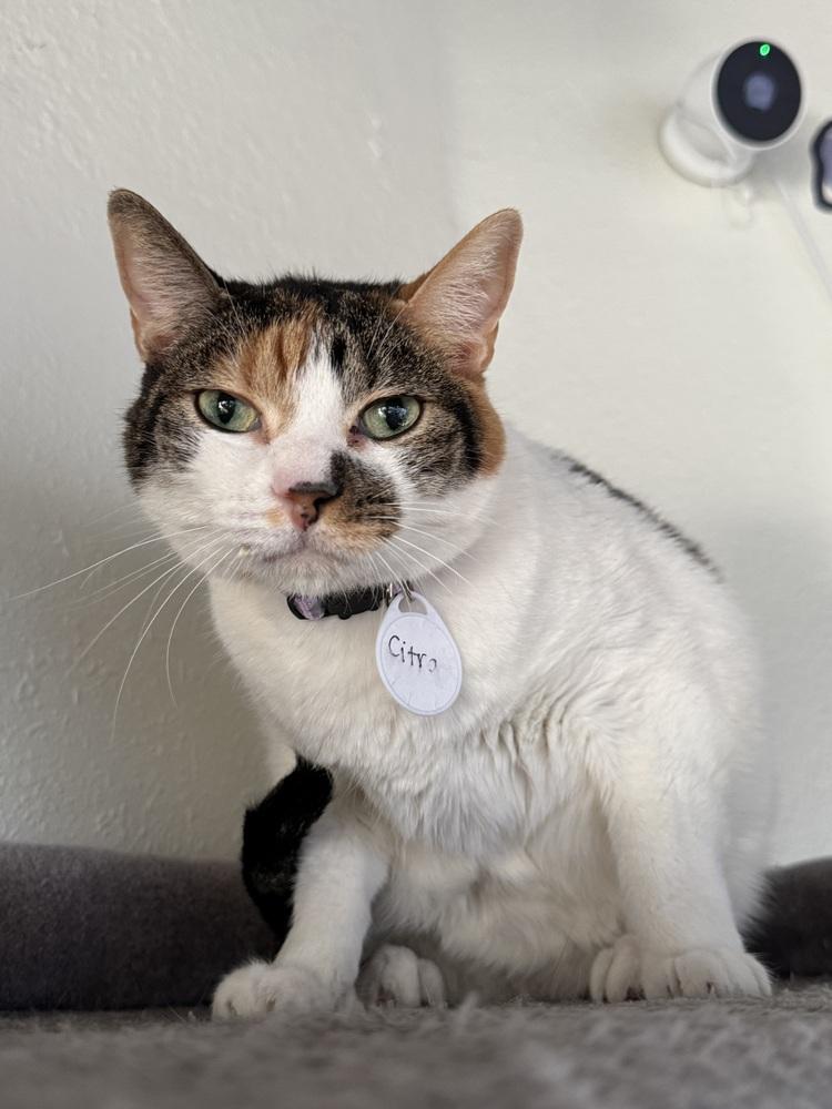 Enlarge Citra, a Adoptable mixed breed in tucson, AZ image 5/5