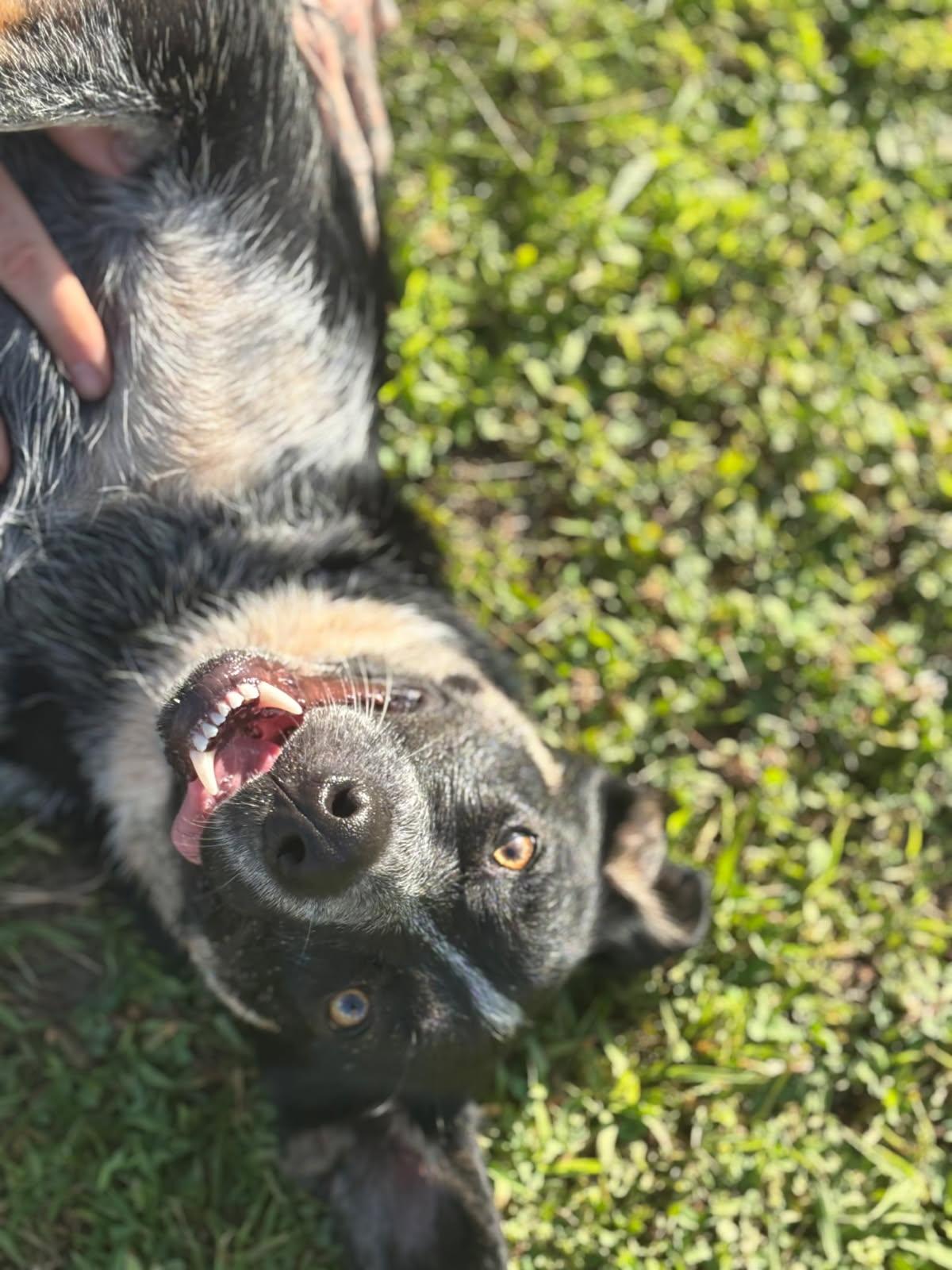 Miso, an adoptable German Shepherd Dog, Australian Cattle Dog / Blue Heeler in Rockwell City, IA, 50579 | Photo Image 2