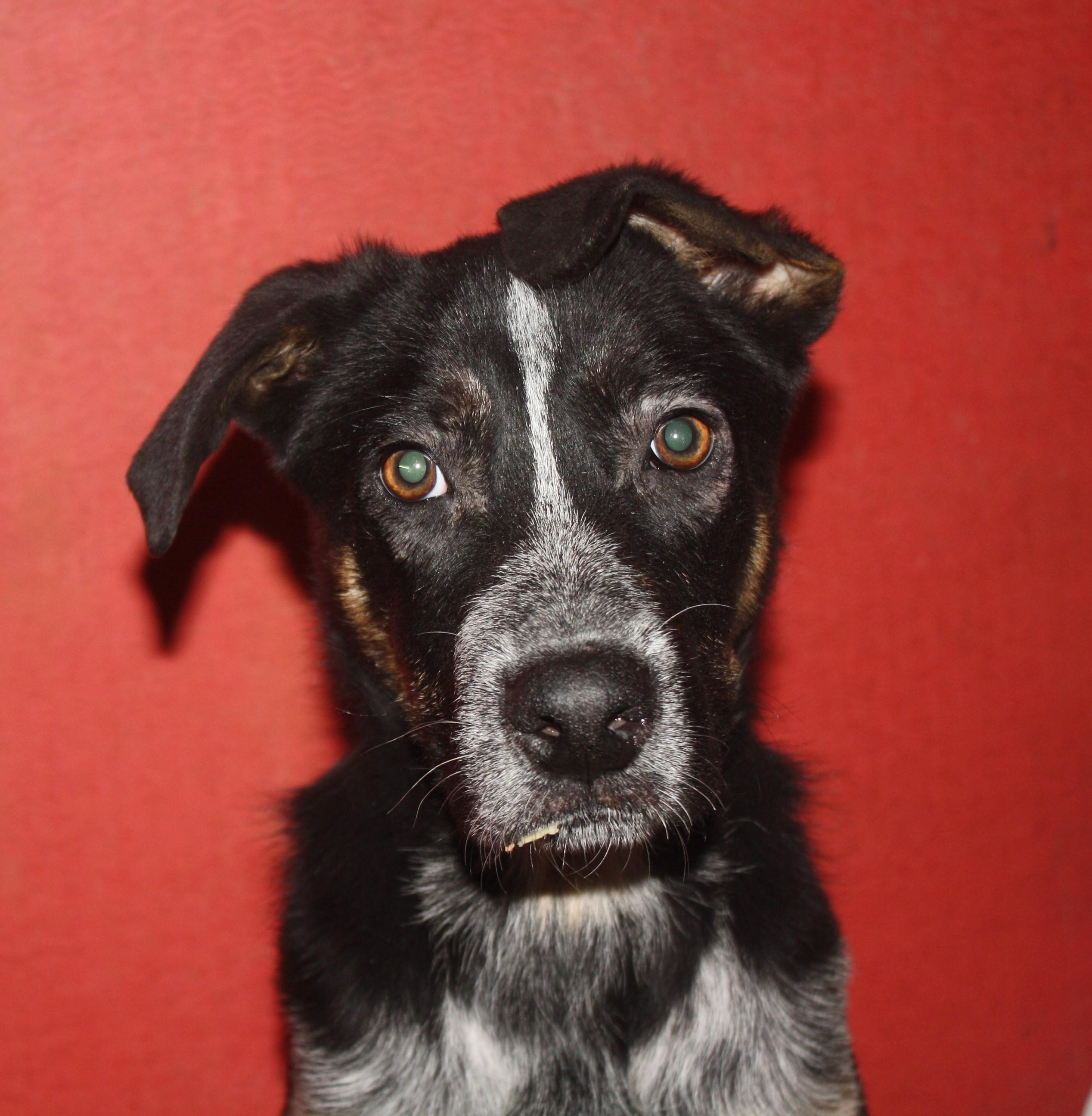 Miso, an adoptable German Shepherd Dog, Australian Cattle Dog / Blue Heeler in Rockwell City, IA, 50579 | Photo Image 3
