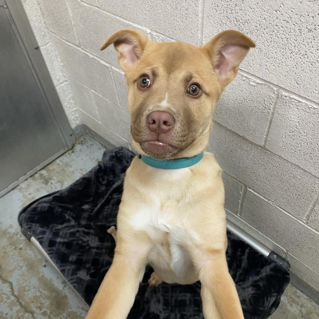 Spud, a ADOPTABLE mixed breed in Beacon, NY image 1/5