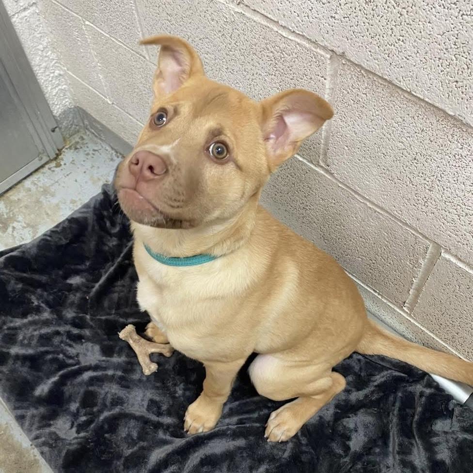 Spud, a ADOPTABLE mixed breed in Beacon, NY image 2/5