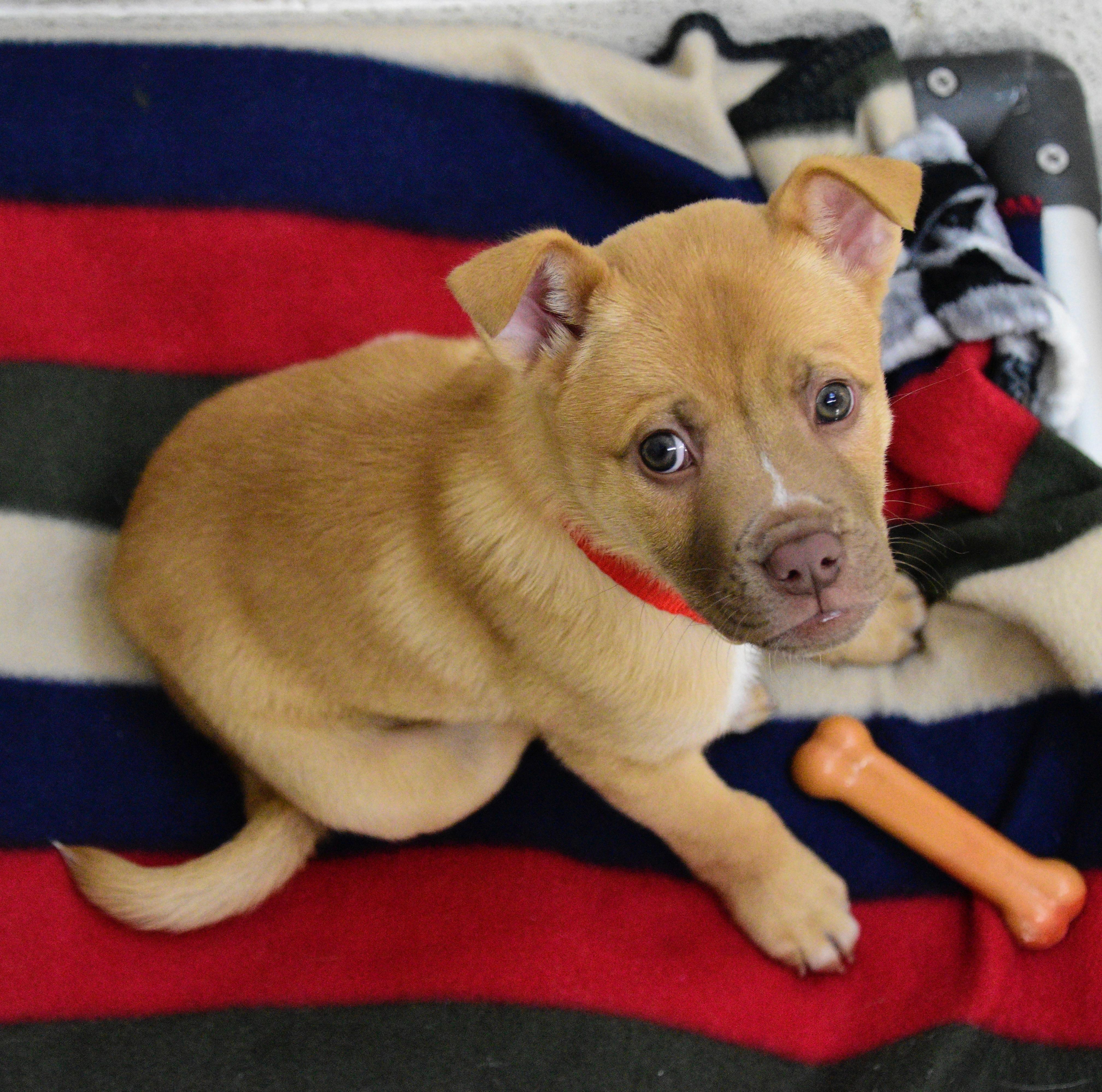 Spud, a ADOPTABLE mixed breed in Beacon, NY image 5/5