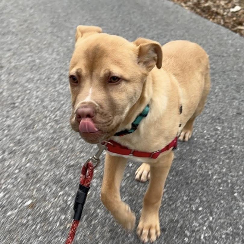 Spud, a ADOPTABLE mixed breed in Beacon, NY image 4/5