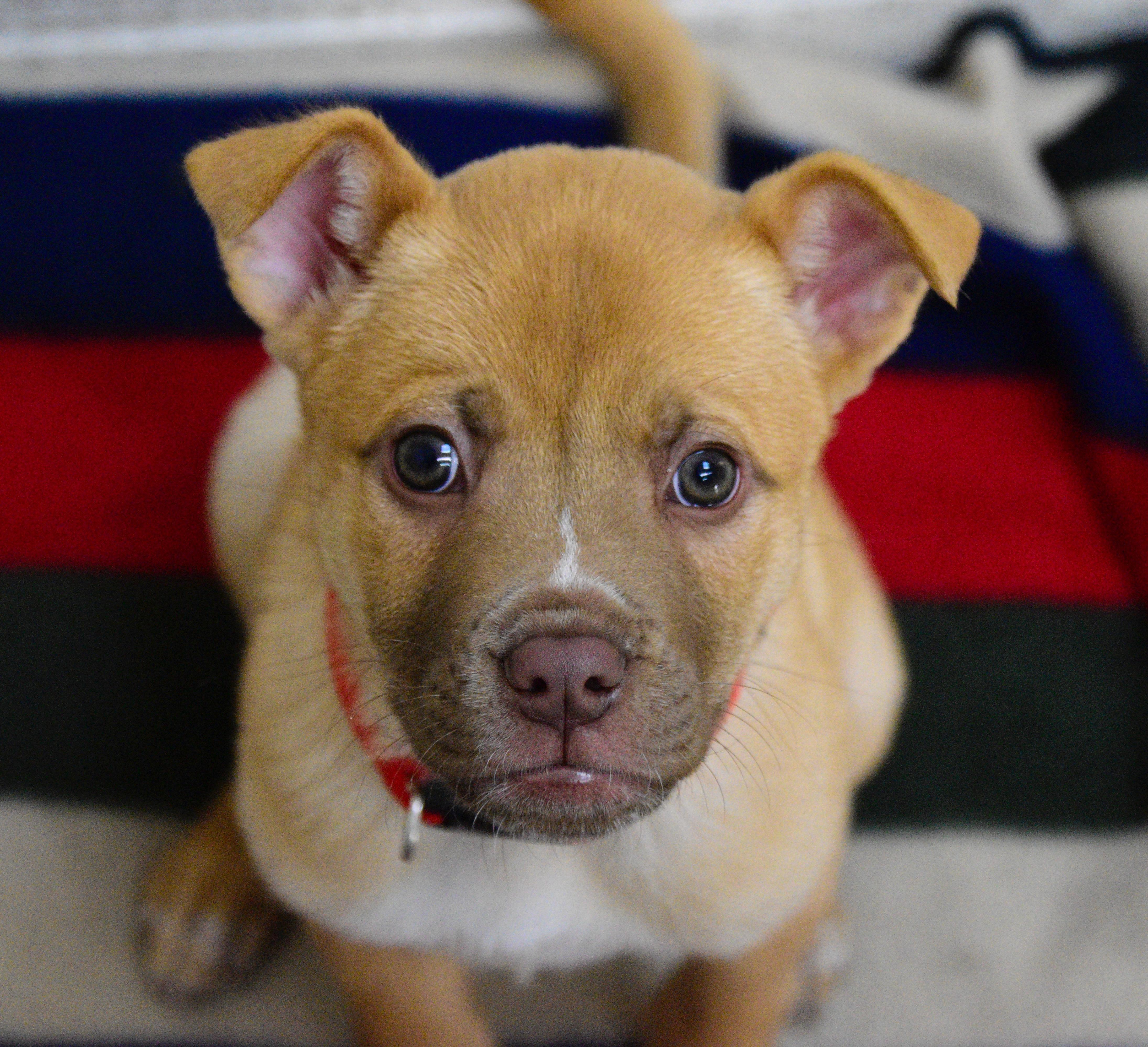 Spud, a ADOPTABLE mixed breed in Beacon, NY image 3/5