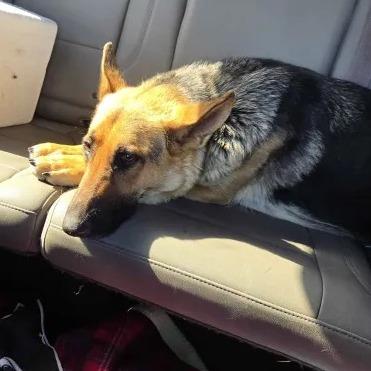 Luna 3/12/2026, a Adoptable German Shepherd Dog in Van Horne, IA image 1/5