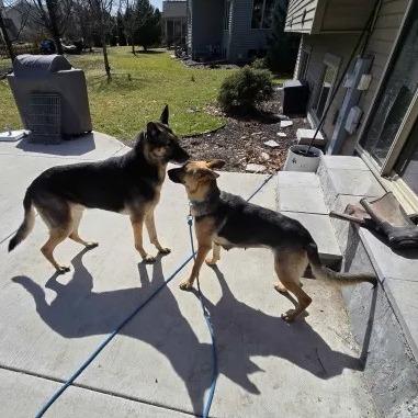 Luna 3/12/2026, a Adoptable German Shepherd Dog in Van Horne, IA image 2/5