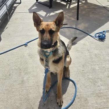 Luna 3/12/2026, a Adoptable German Shepherd Dog in Van Horne, IA image 3/5