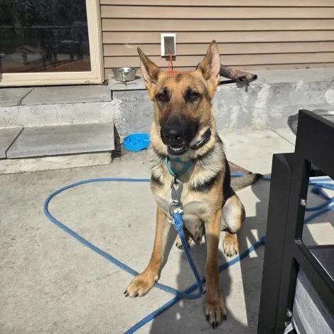 Luna 3/12/2026, a Adoptable German Shepherd Dog in Van Horne, IA image 4/5