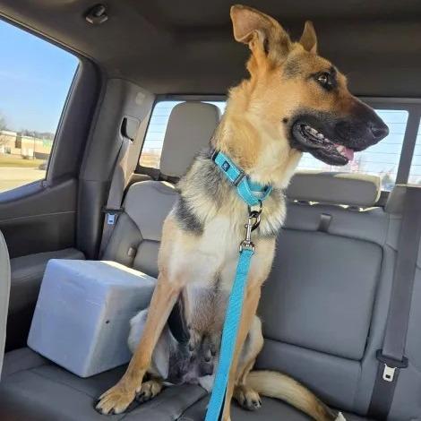 Luna 3/12/2026, a Adoptable German Shepherd Dog in Van Horne, IA image 5/5