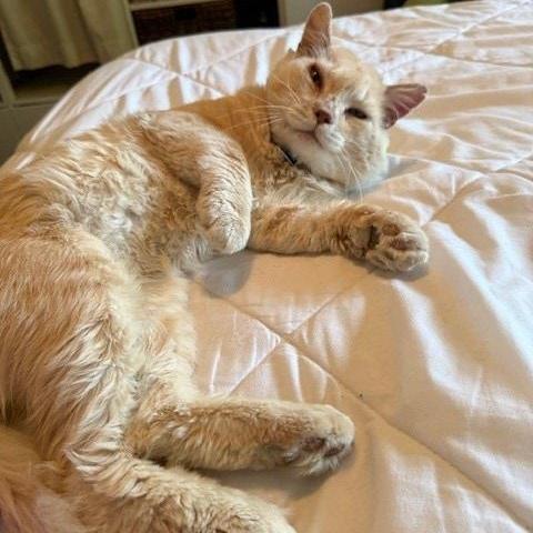 Enlarge Pacino, a Adopted Tabby in Albuquerque, NM image 1/2