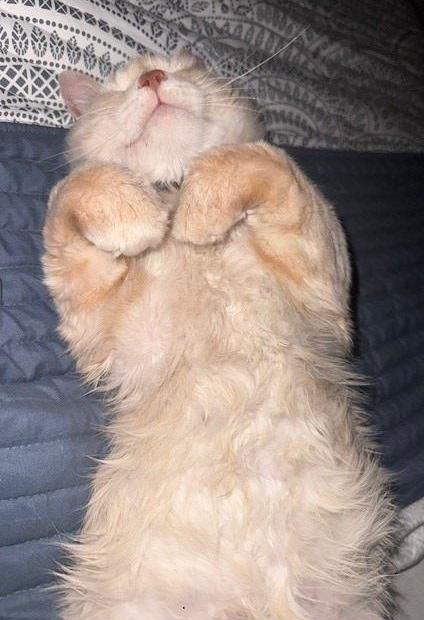 Enlarge Pacino, a Adopted Tabby in Albuquerque, NM image 2/2