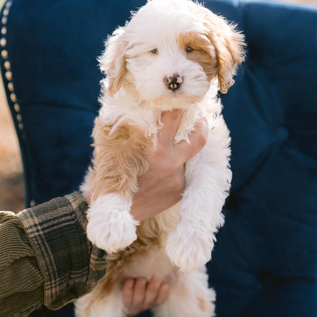 Enlarge Macaroni, a ADOPTABLE Cavapoo in Zionsville, IN image 1/1