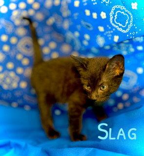 Slag, a Adoptable Domestic Short Hair in Pleasanton, TX image 1/3