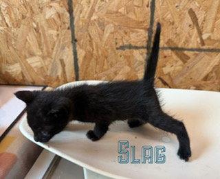 Slag, a Adoptable Domestic Short Hair in Pleasanton, TX image 2/3