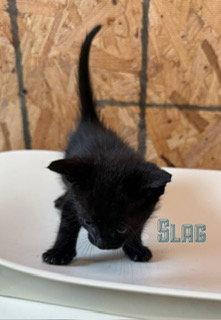Slag, a Adoptable Domestic Short Hair in Pleasanton, TX image 3/3