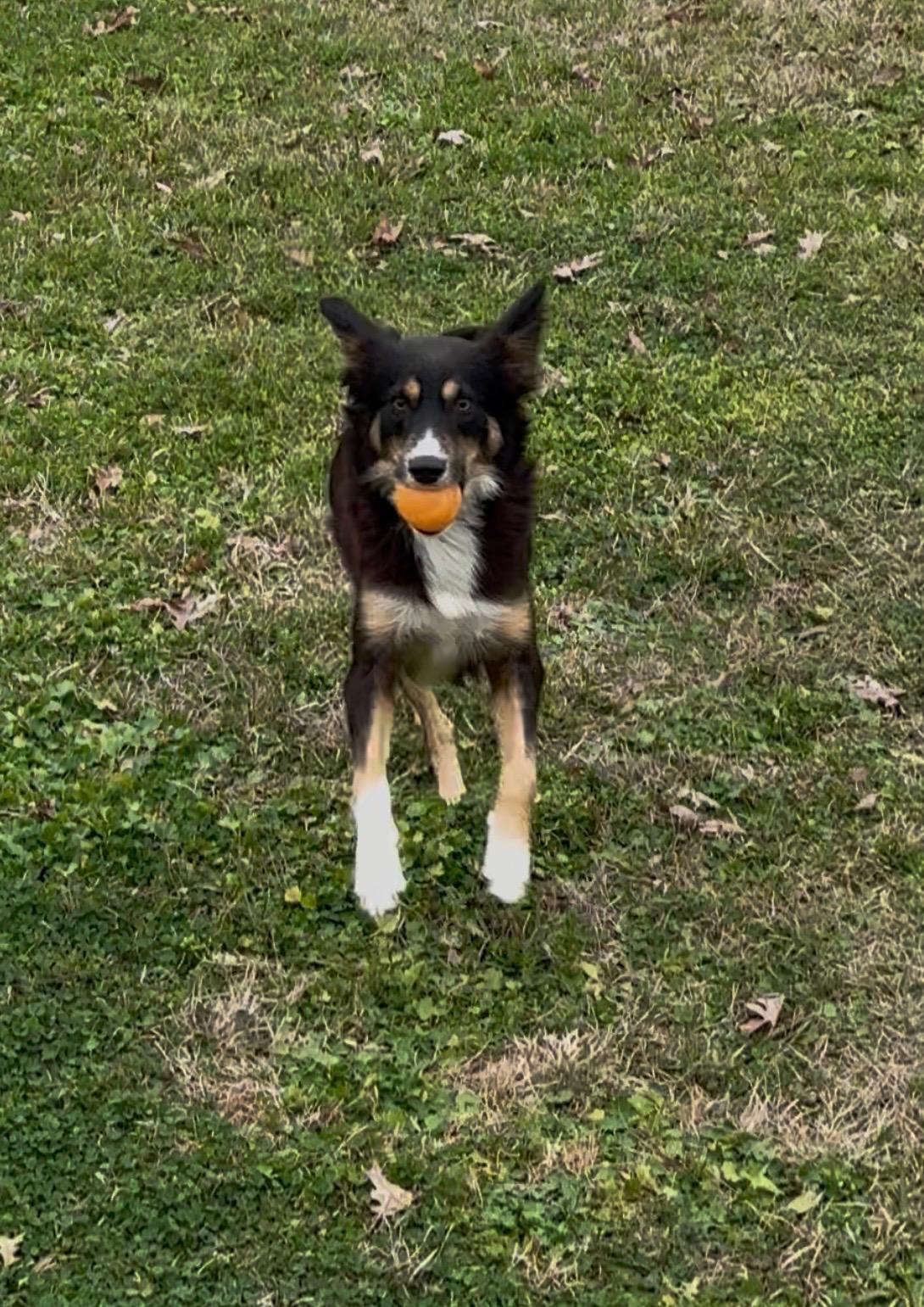 Enlarge Pepper, an adopted mixed breed in Baker, LA image 4/5