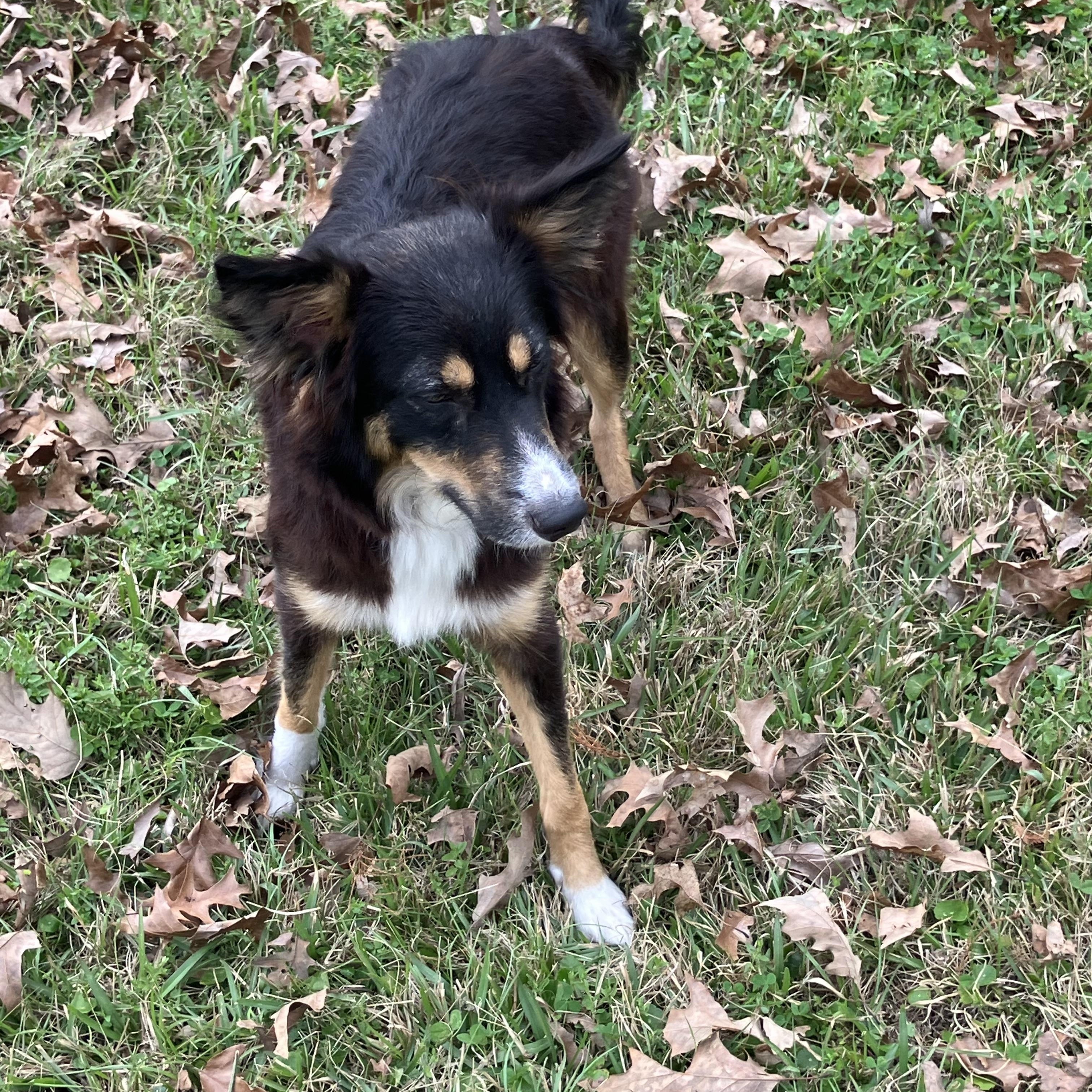 Enlarge Pepper, an adopted mixed breed in Baker, LA image 2/5