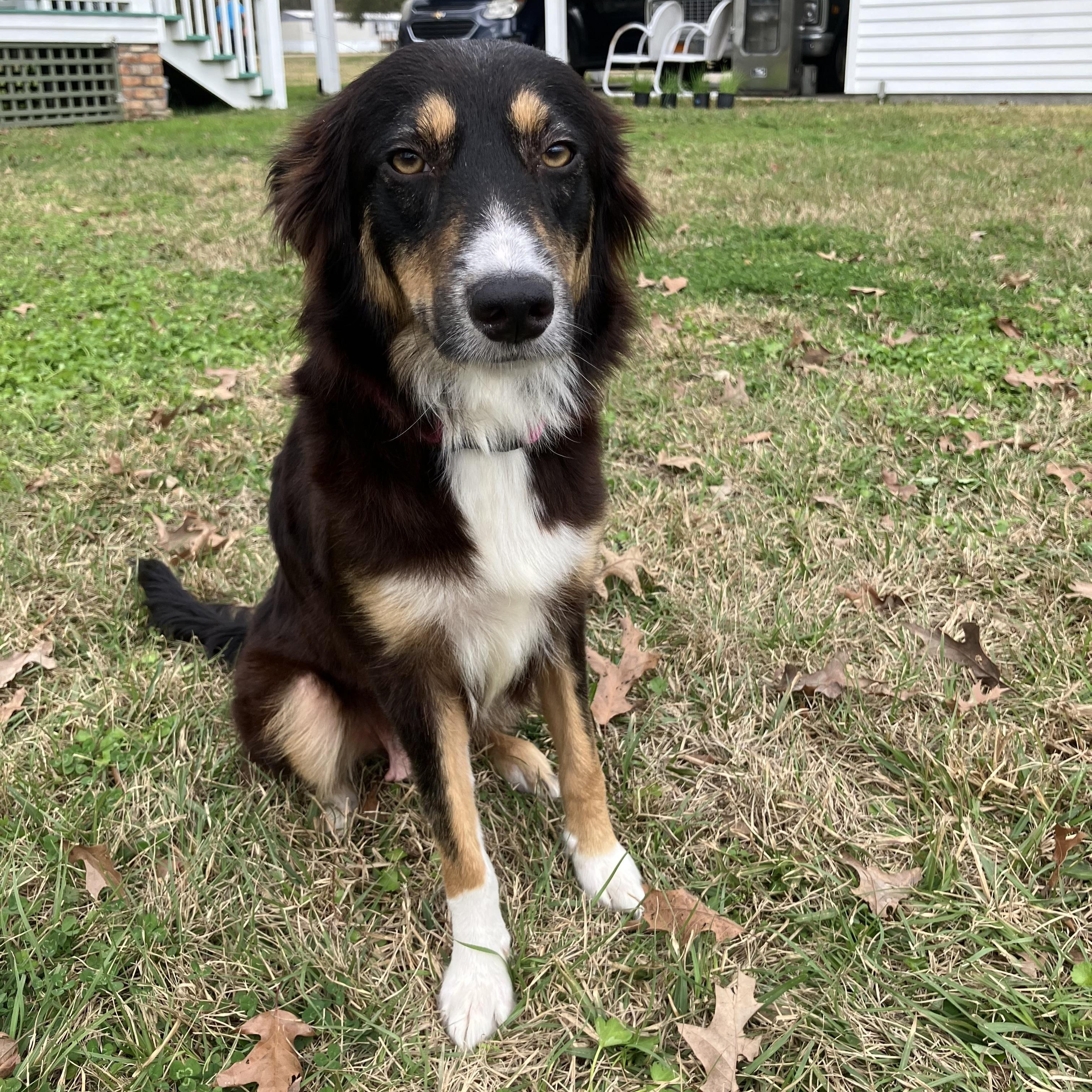 Enlarge Pepper, an adopted mixed breed in Baker, LA image 3/5