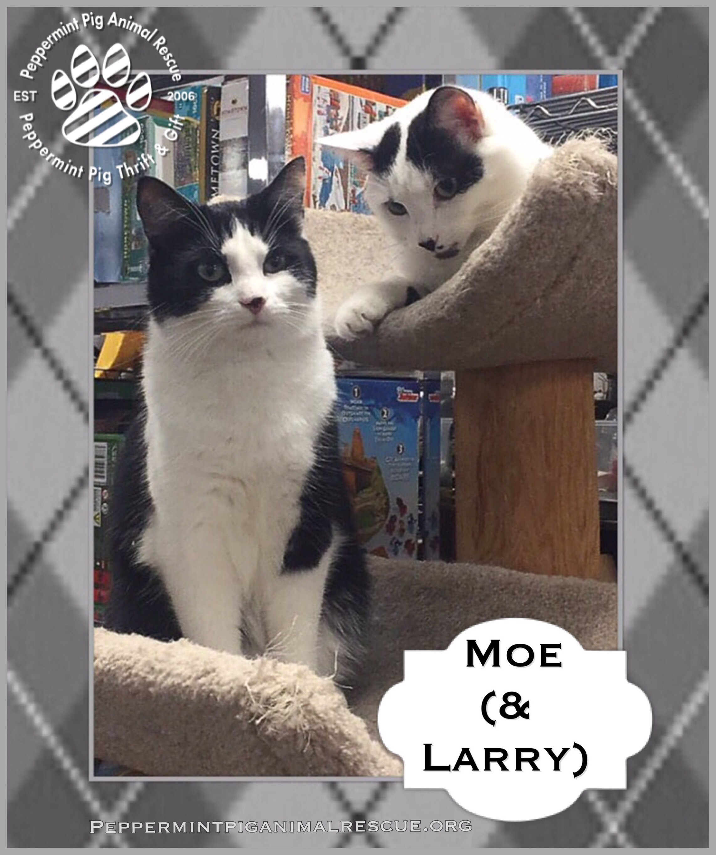 Peppermint Pig Resident Cats, a Adoptable mixed breed in Cincinnati, OH image 1/5