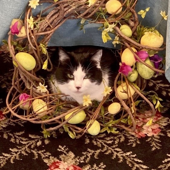 Peppermint Pig Resident Cats, a Adoptable mixed breed in Cincinnati, OH image 2/5