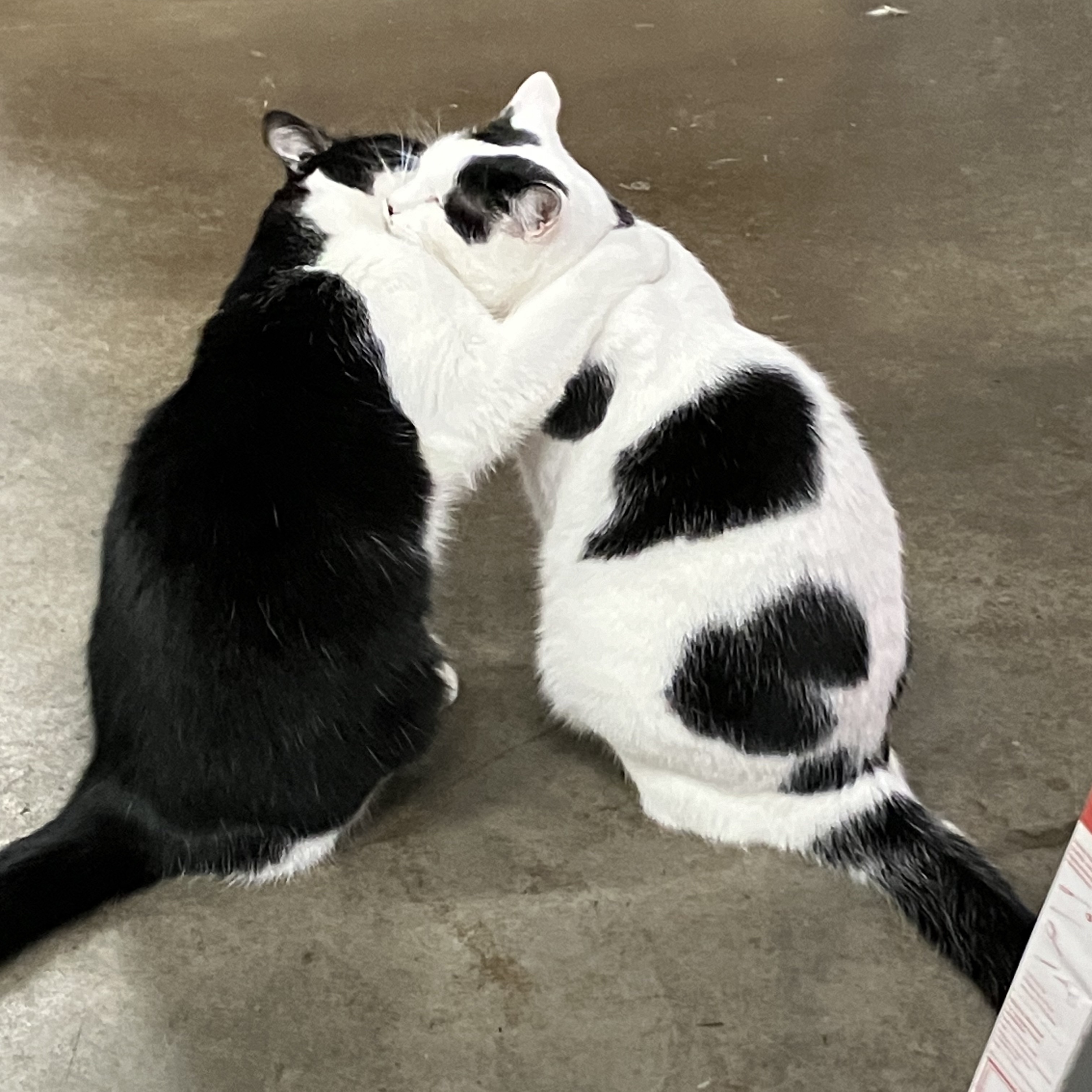 Peppermint Pig Resident Cats, a Adoptable mixed breed in Cincinnati, OH image 3/5