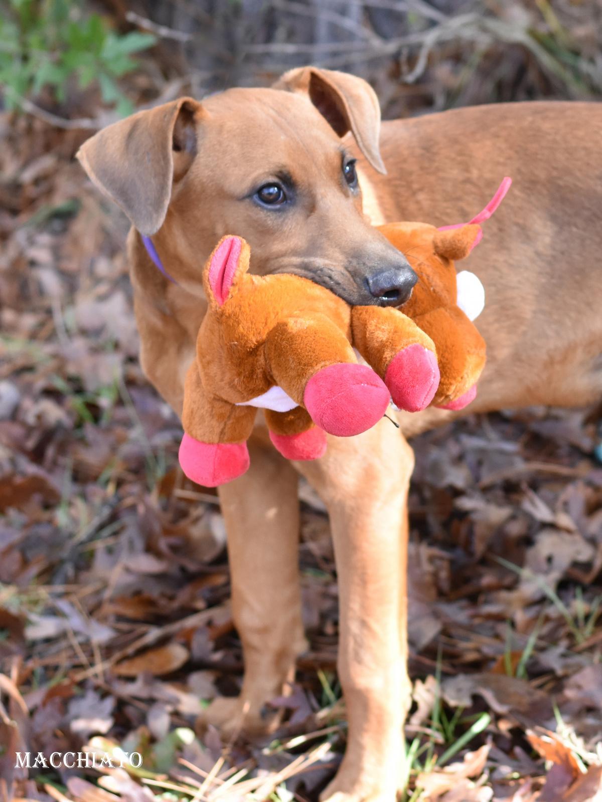 Macchiato thumbnail 2