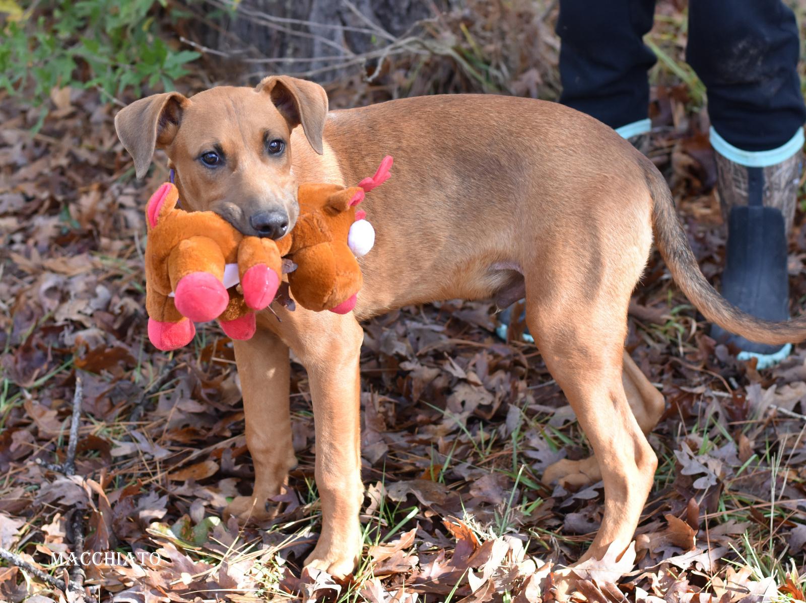 Macchiato thumbnail 3