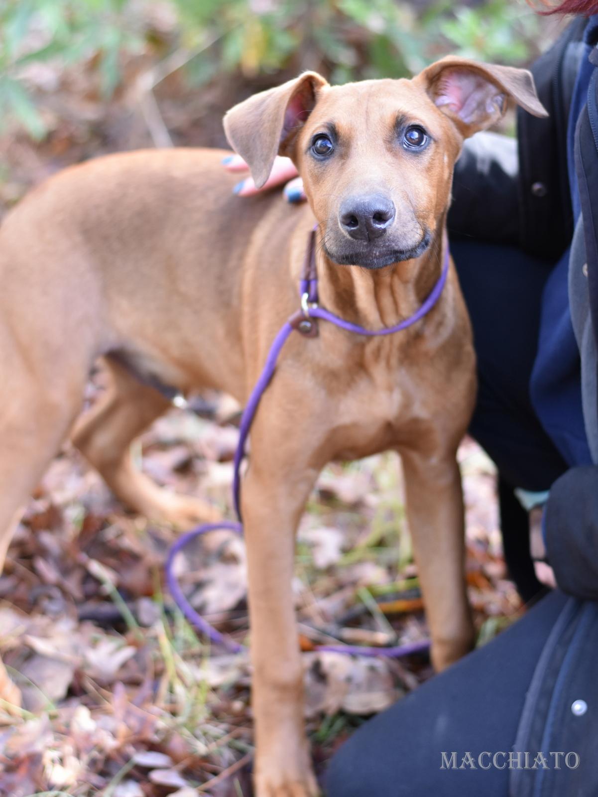 Macchiato thumbnail 4