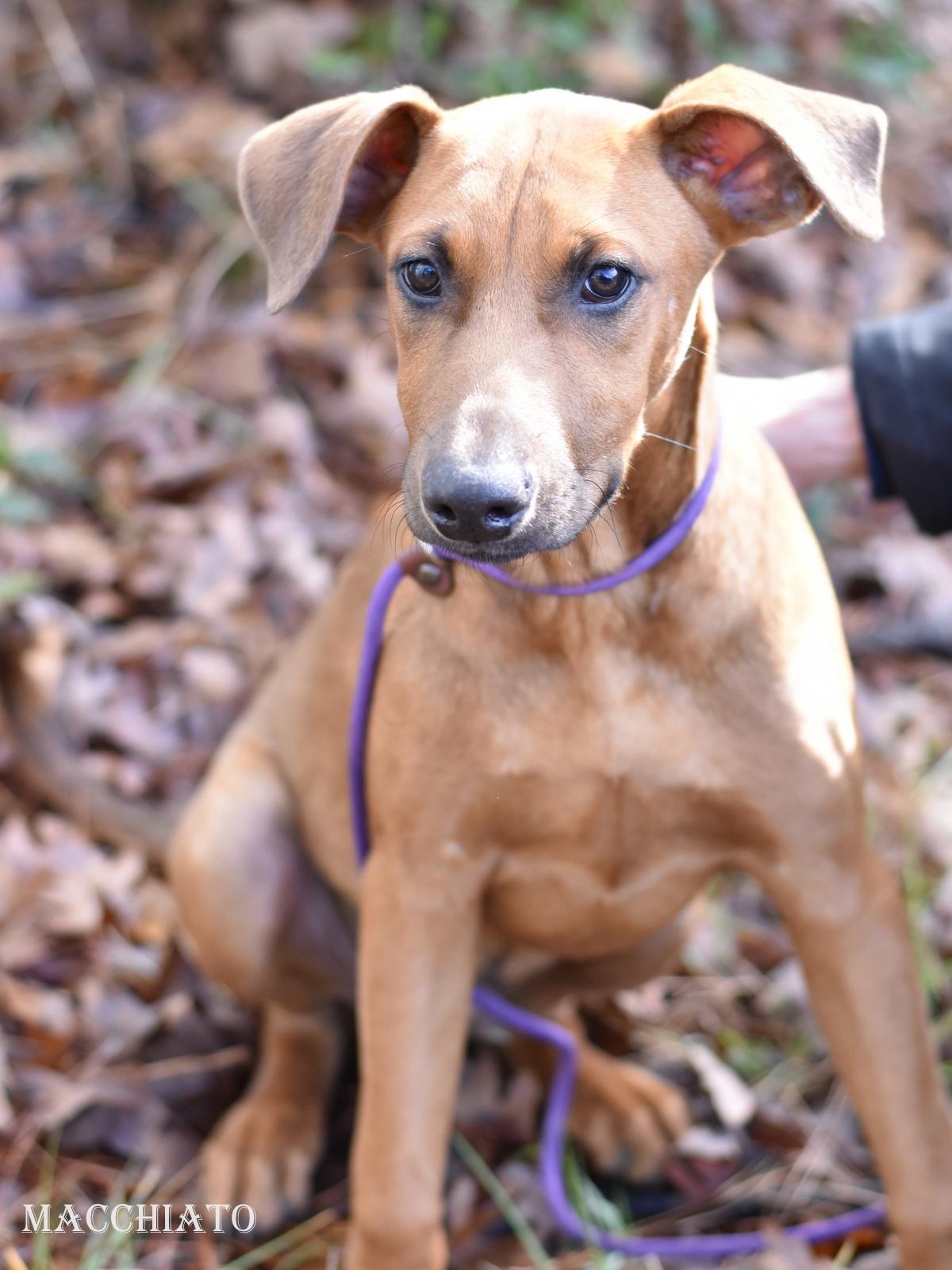 Macchiato thumbnail 5